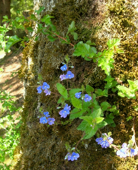 Zoé De Clerck | Cabinet naturopathie et herboristerie