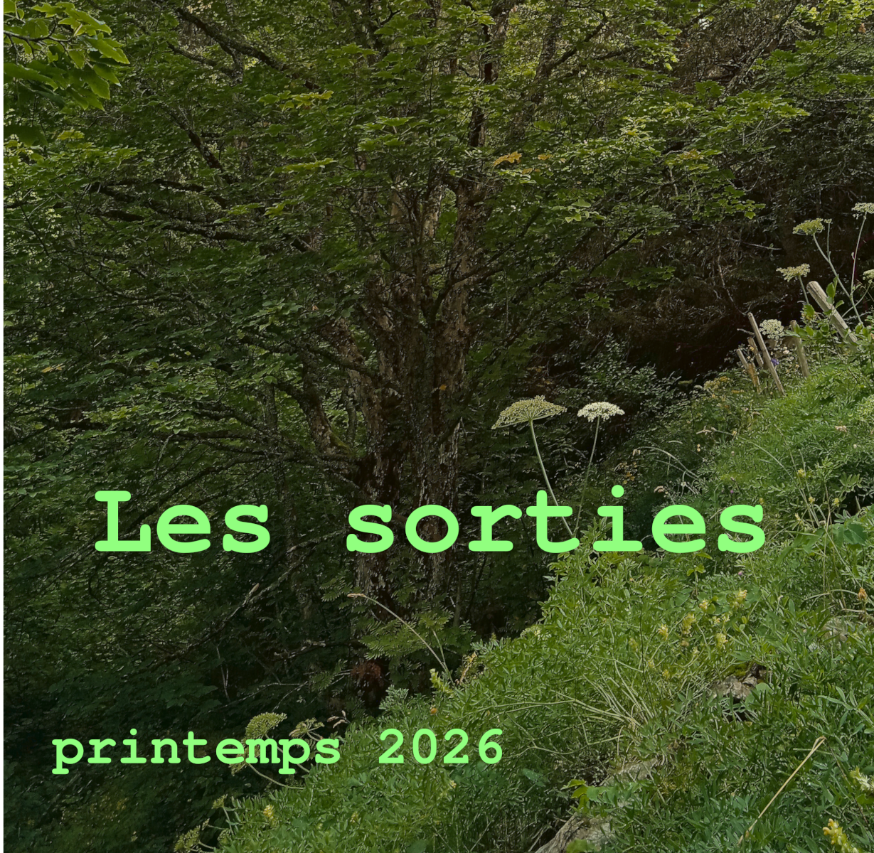  Sortie plantes sauvages médicinales et comestibles