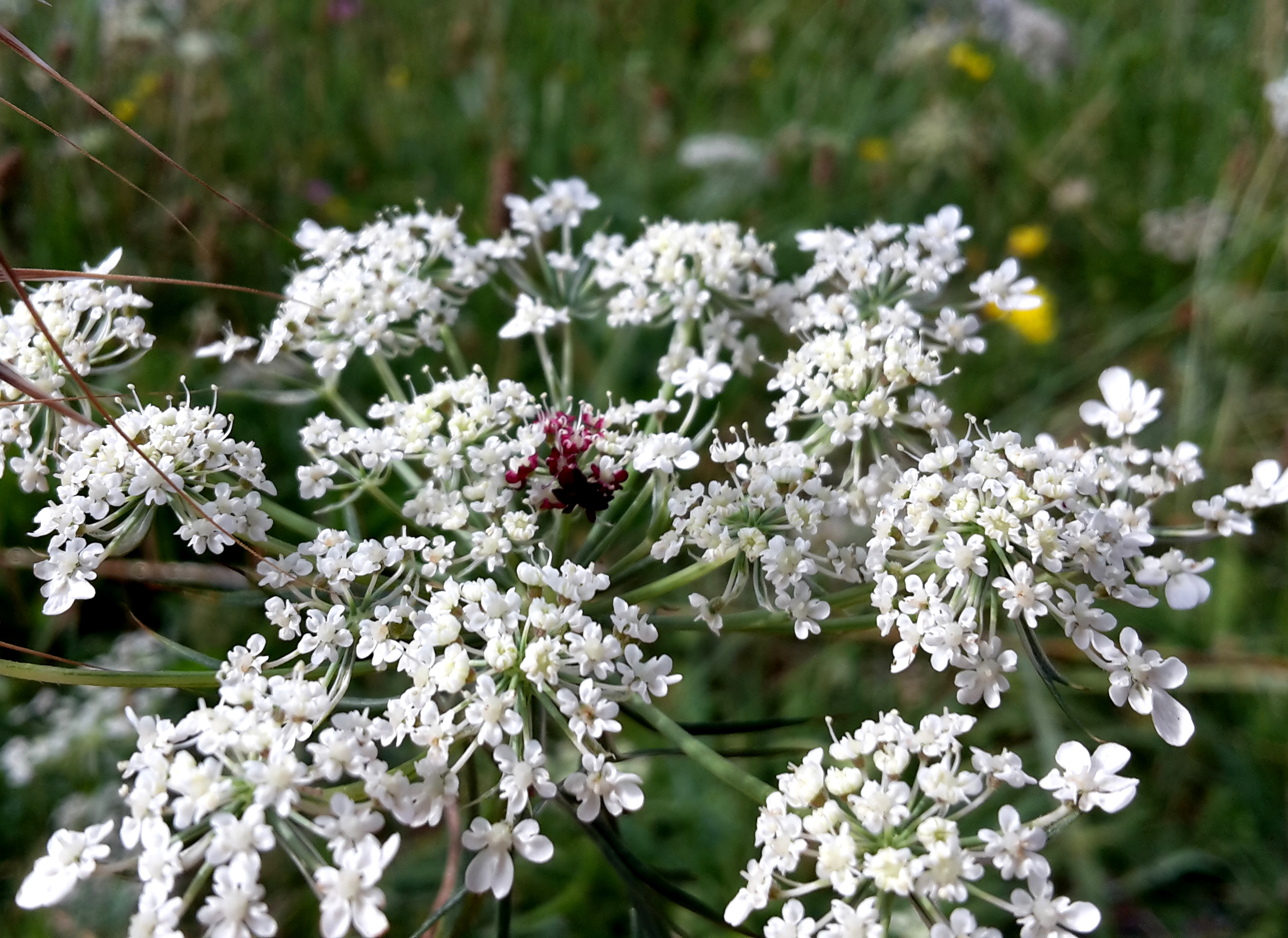  Ballade à la découverte des plantes médicinales et comestibles au bois de Moncor